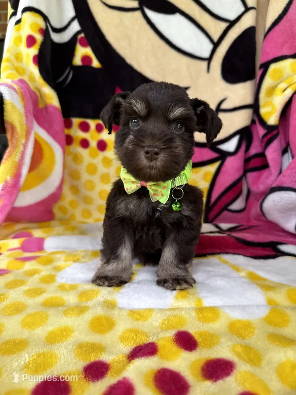 Chocolate male  – Miniature Schnauzer puppy for sale in Panama City Beach, FL