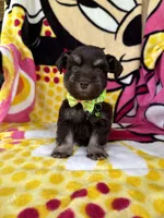 Reserved , a male Miniature Schnauzer for sale in Panama City Beach, FL – 1 of 5