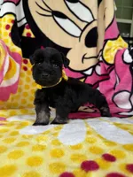 Reserved Toy male , a male Miniature Schnauzer for sale in Panama City Beach, FL – 1 of 5