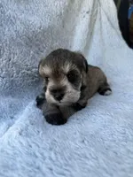 Salt and pepper boy, a male Miniature Schnauzer for sale in Tallahassee, FL – Photo 4 of 6