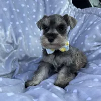 Salt and pepper boy, a male Miniature Schnauzer for sale in Tallahassee, FL – Photo 1 of 3