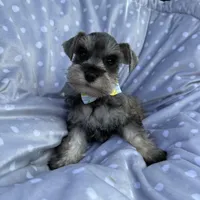 Salt and pepper boy, a male Miniature Schnauzer for sale in Tallahassee, FL – Photo 2 of 3
