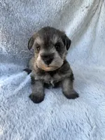 Salt and pepper boy, a male Miniature Schnauzer for sale in Tallahassee, FL – Photo 6 of 6