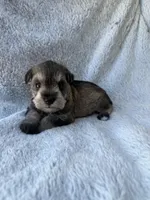 Salt and pepper boy, a male Miniature Schnauzer for sale in Tallahassee, FL – Photo 1 of 6