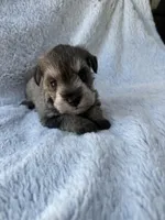 Salt and pepper boy, a male Miniature Schnauzer for sale in Tallahassee, FL – Photo 3 of 6