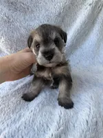 Salt and pepper boy, a male Miniature Schnauzer for sale in Tallahassee, FL – Photo 2 of 6