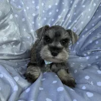 Salt and pepper boy, a male Miniature Schnauzer for sale in Tallahassee, FL – Photo 3 of 3