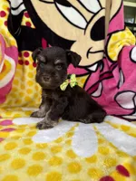 Reserved , a male Miniature Schnauzer for sale in Panama City Beach, FL – 2 of 5
