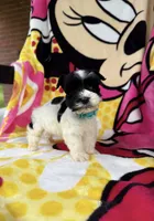 Tcup male , a male Miniature Schnauzer for sale in Panama City Beach, FL – 3 of 6