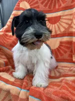 Black Parti boy, a male Miniature Schnauzer for sale in Panama City Beach, FL – 2 of 7