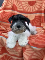 Black Parti boy, a male Miniature Schnauzer for sale in Panama City Beach, FL – 5 of 7