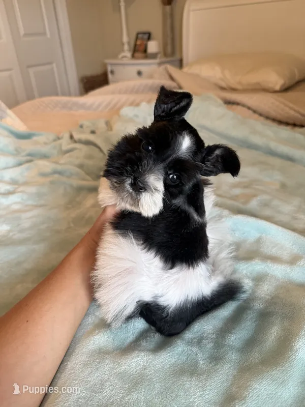 Available Tcup male  – Miniature Schnauzer puppy for sale in Panama City Beach, FL