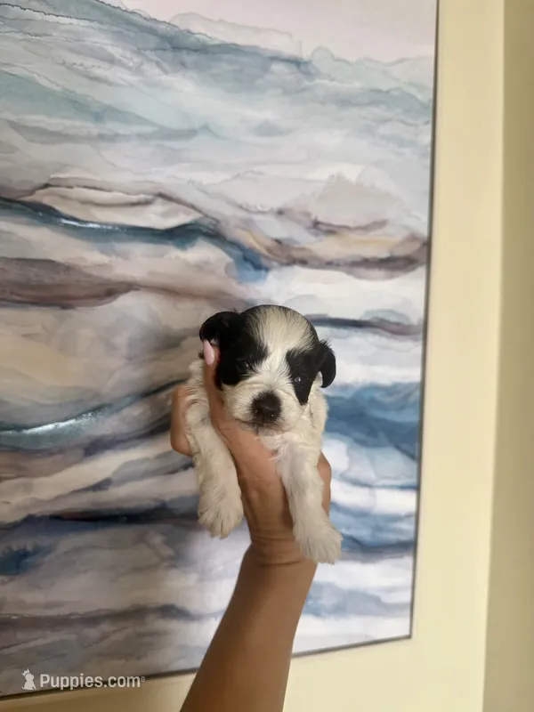 Toy black Parti  – Miniature Schnauzer puppy for sale in Panama City Beach, FL
