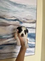Toy black Parti , a male Miniature Schnauzer for sale in Panama City Beach, FL – 1 of 3