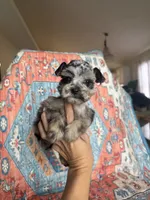 Toy Merle , a male Miniature Schnauzer for sale in Panama City Beach, FL – 4 of 5