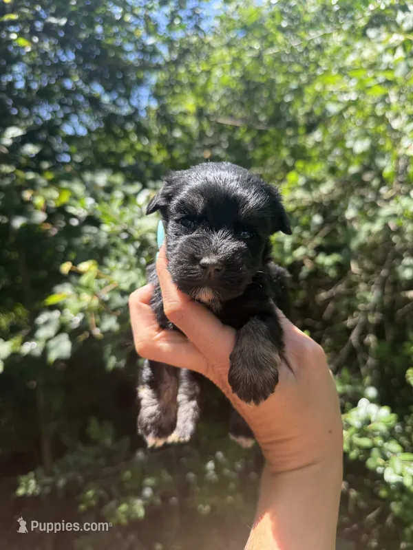 Tiny Toy female  – Miniature Schnauzer puppy for sale in Panama City Beach, FL