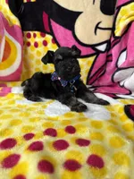 Toy size male , a male Miniature Schnauzer for sale in Panama City Beach, FL – 4 of 7