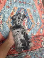 Toy Merle , a male Miniature Schnauzer for sale in Panama City Beach, FL – 3 of 5