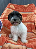 Black Parti boy, a male Miniature Schnauzer for sale in Panama City Beach, FL – 4 of 7