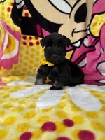 Reserved Toy male , a male Miniature Schnauzer for sale in Panama City Beach, FL – 5 of 5