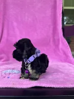 Reserved Tiny Toy female , a female Miniature Schnauzer for sale in Panama City Beach, FL – 2 of 4