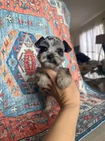 Toy Merle , a male Miniature Schnauzer for sale in Panama City Beach, FL – 1 of 5