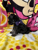 Toy size male , a male Miniature Schnauzer for sale in Panama City Beach, FL – 5 of 7
