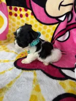 Tcup male , a male Miniature Schnauzer for sale in Panama City Beach, FL – 6 of 6