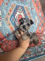 Toy Merle , a male Miniature Schnauzer for sale in Panama City Beach, FL – 5 of 5