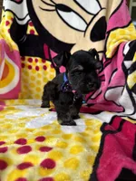 Toy size male , a male Miniature Schnauzer for sale in Panama City Beach, FL – 3 of 7
