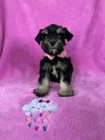 Reserved Toy female , a female Miniature Schnauzer for sale in Panama City Beach, FL – 2 of 6