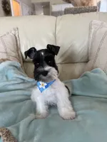 Reserved Tcup male , a male Miniature Schnauzer for sale in Panama City Beach, FL – 2 of 4