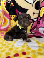 Reserved , a male Miniature Schnauzer for sale in Panama City Beach, FL – 3 of 5