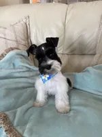 Reserved Tcup male , a male Miniature Schnauzer for sale in Panama City Beach, FL – 3 of 4
