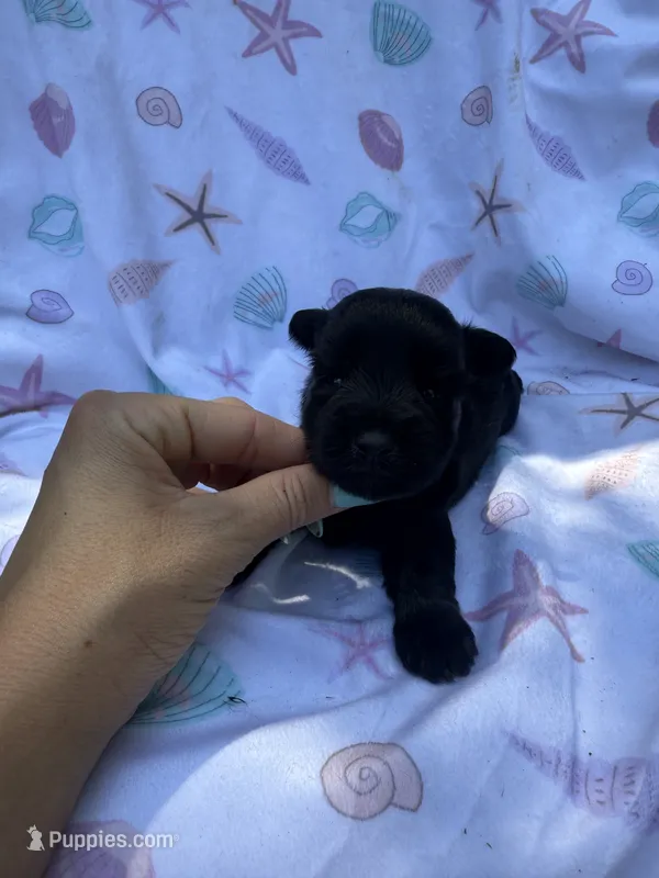 Toy male  – Miniature Schnauzer puppy for sale in Panama City Beach, FL