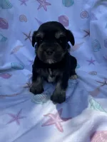 Toy female , a female Miniature Schnauzer for sale in Panama City Beach, FL – 1 of 5