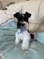 Reserved Tcup male , a male Miniature Schnauzer for sale in Panama City Beach, FL – 4 of 4