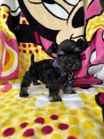 Toy size male , a male Miniature Schnauzer for sale in Panama City Beach, FL – 1 of 7