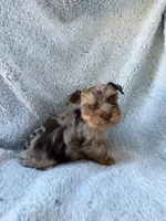 Reserved , a male Miniature Schnauzer for sale in Tallahassee, FL – Photo 2 of 3