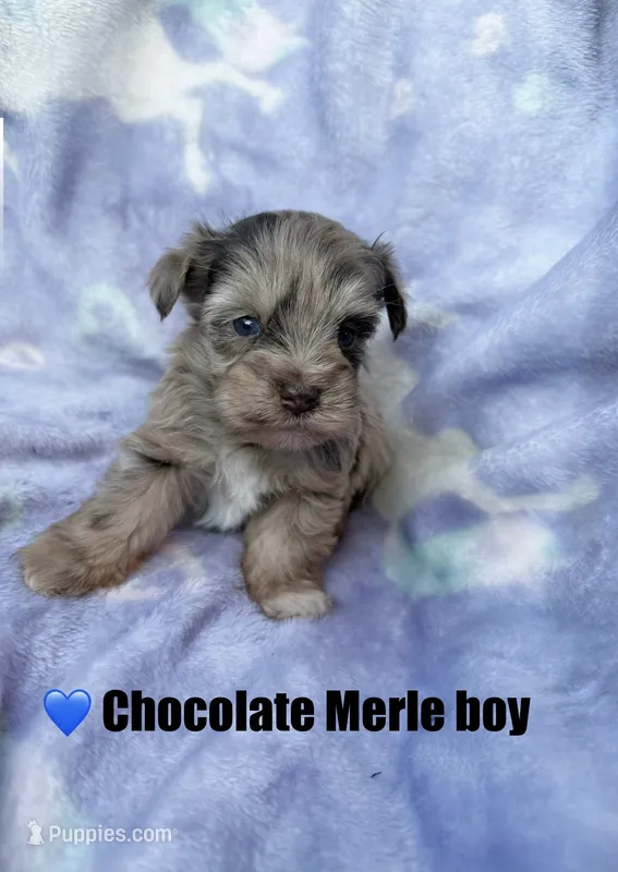 Chocolate Merle boy
