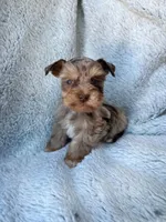 Reserved , a male Miniature Schnauzer for sale in Tallahassee, FL – Photo 1 of 3