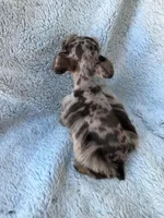 Reserved , a male Miniature Schnauzer for sale in Tallahassee, FL – Photo 3 of 3