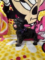 Toy size male , a male Miniature Schnauzer for sale in Panama City Beach, FL – 7 of 7