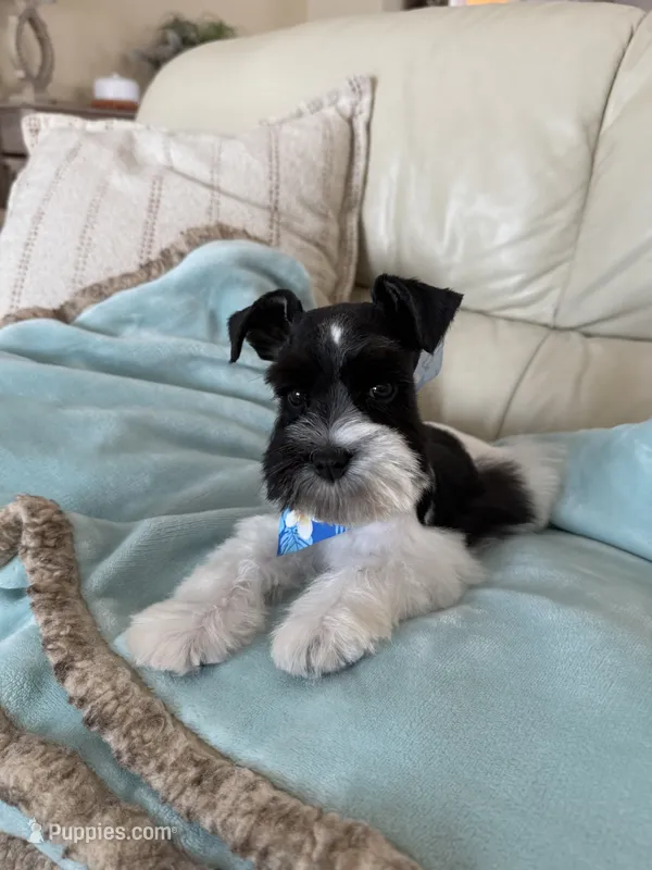 Reserved Tcup male  – Miniature Schnauzer puppy for sale in Panama City Beach, FL