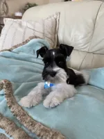 Reserved Tcup male , a male Miniature Schnauzer for sale in Panama City Beach, FL – 1 of 4