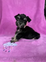 Reserved Toy female , a female Miniature Schnauzer for sale in Panama City Beach, FL – 6 of 6