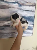 Toy black Parti , a male Miniature Schnauzer for sale in Panama City Beach, FL – 2 of 3