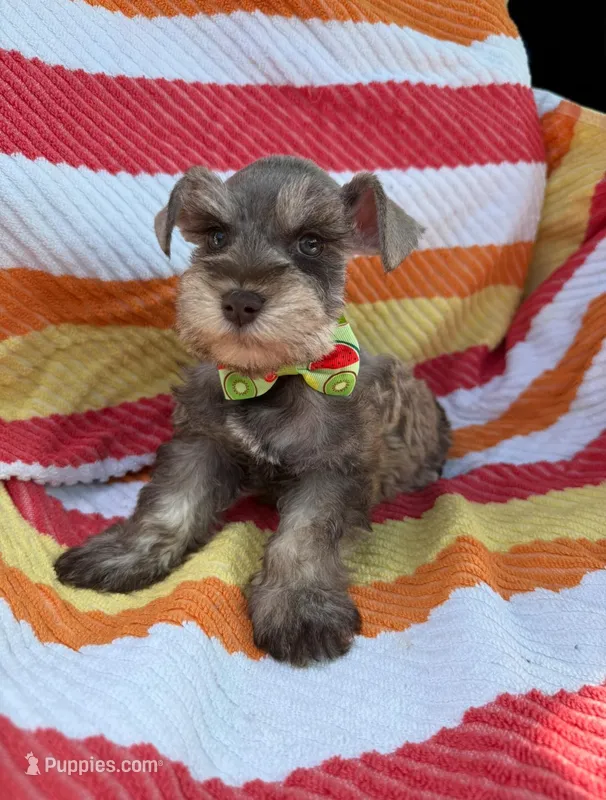 Liver pepper  – Miniature Schnauzer puppy for sale in Tallahassee, FL