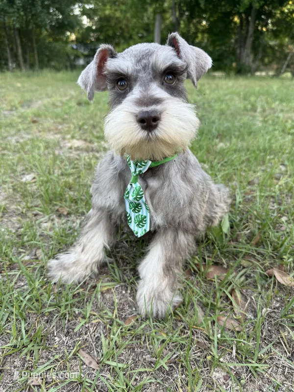 Liver pepper  – Miniature Schnauzer puppy for sale in Panama City Beach, FL
