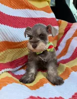 Liver pepper , a male Miniature Schnauzer for sale in Tallahassee, FL – Photo 2 of 3